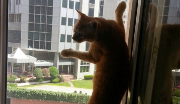 Pendik Kedi Sinekliği